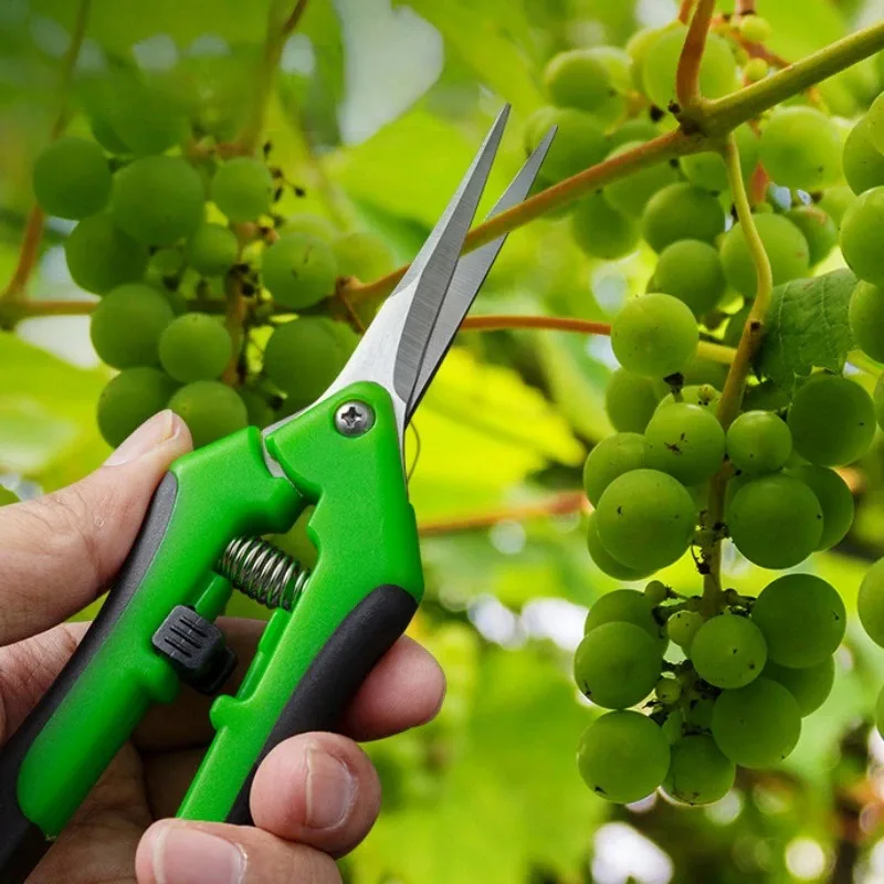 Alat berkebun gunting Bonsai, gunting berkebun logam pemotong tangan memetik buah rumput rumah tangga pot 1 buah