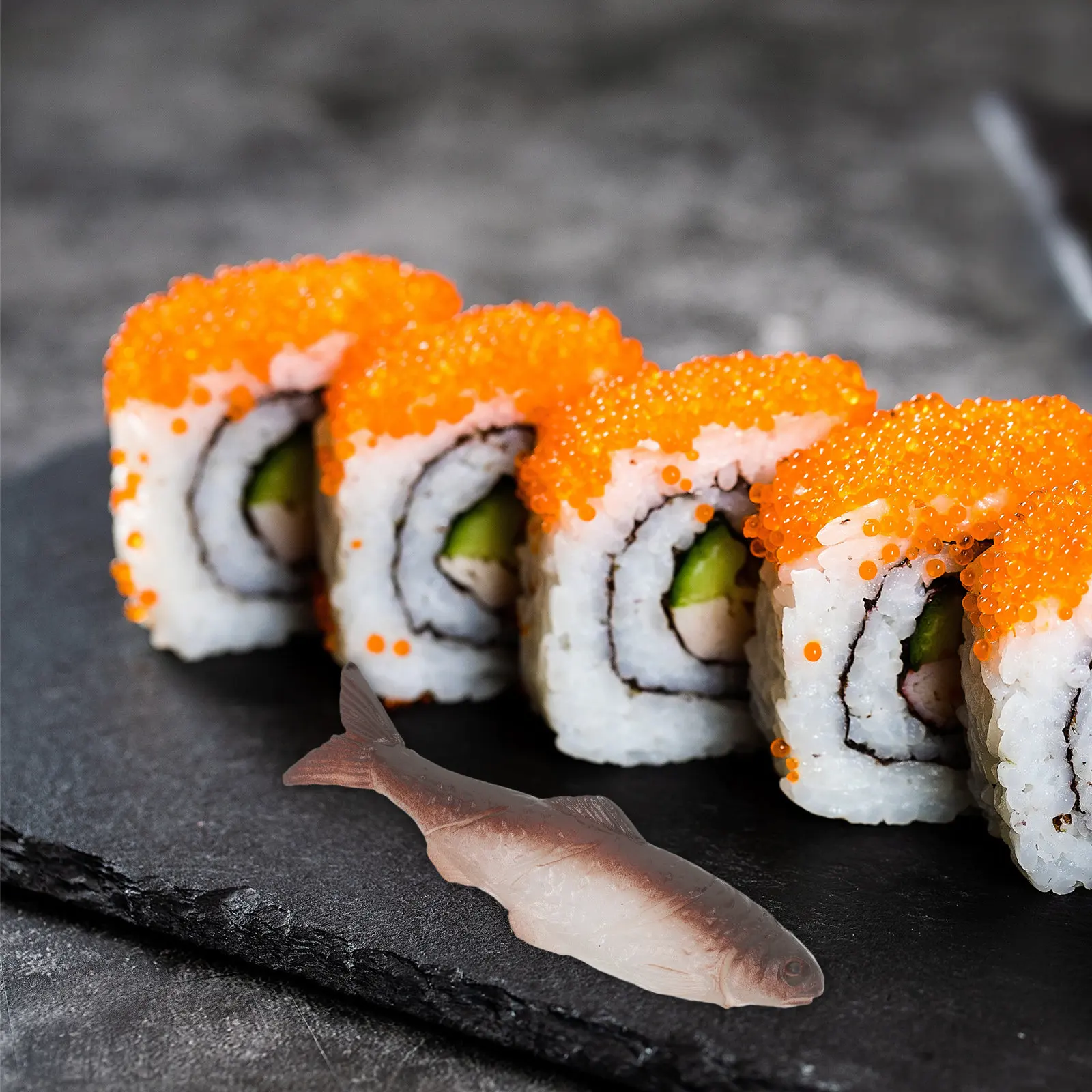 6 pièces de poissons sabre réa - Aquarium Fish Market avis et prix
