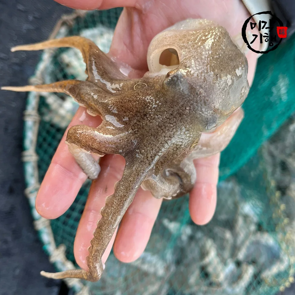 Migak Direkt vom Bauernhof Wilde Saisonale Lebende Baby-Oktopusse 3kg (21-39 Stück)