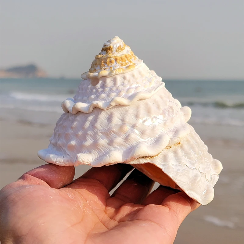 Natural Large Shell Conch Tower Snail Starfish Specimen Collection Fish Tank Decoration Gift Home Decoration Ocean Decor