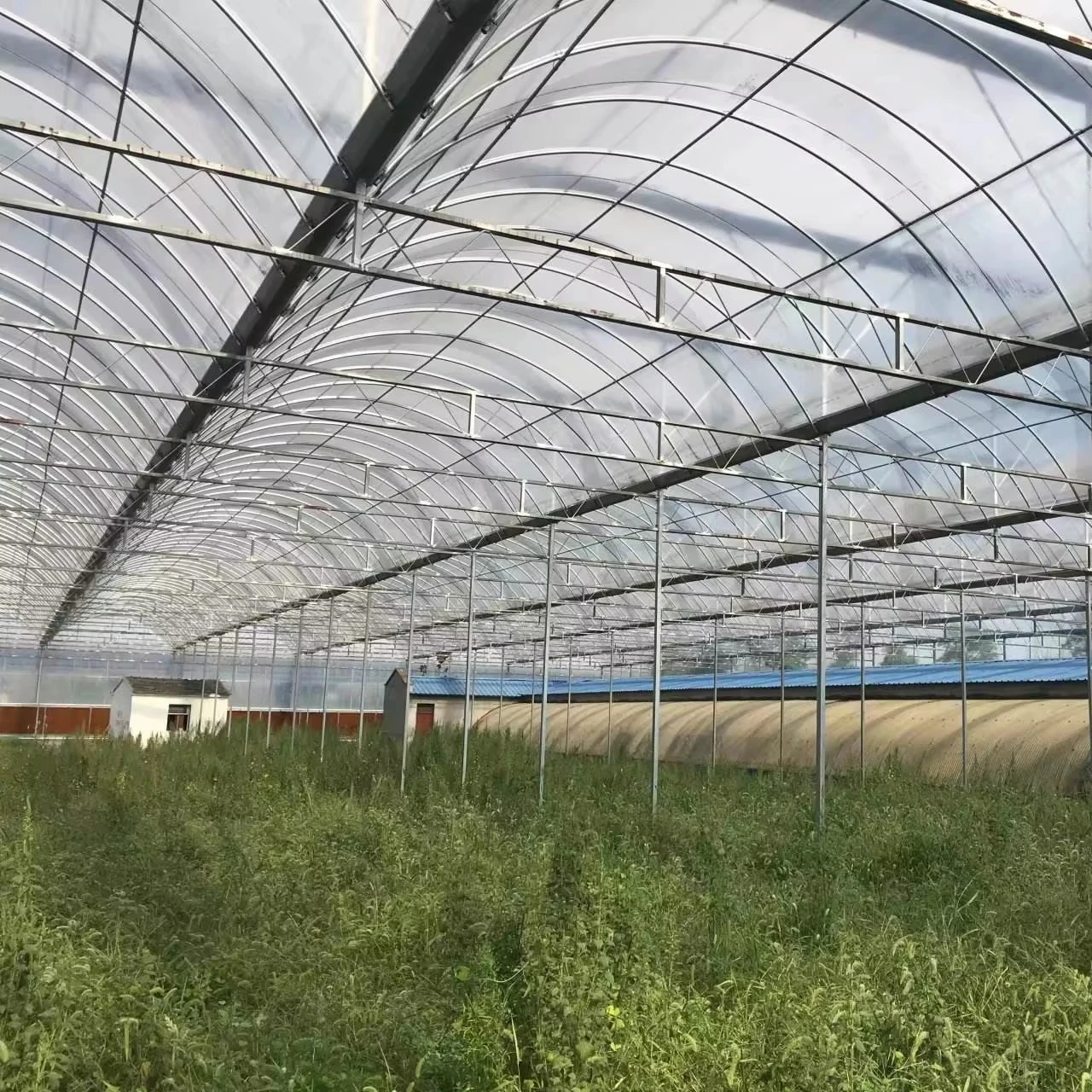 

Customized greenhouseMorden Newest Design Multispan Greenhouse with Film for Growing Tomatoes and Vegetables