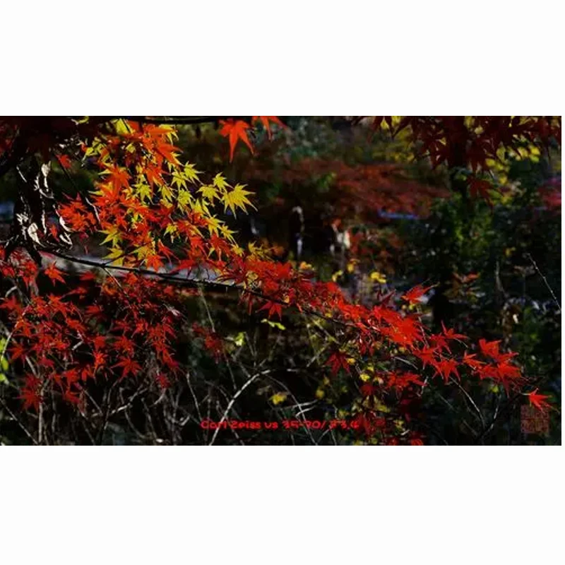 

Wireless Restaurant Pager System Wireless Calling System 16 20 Beeper for Restaurant Guest Queue Coffee Shop Pagers System