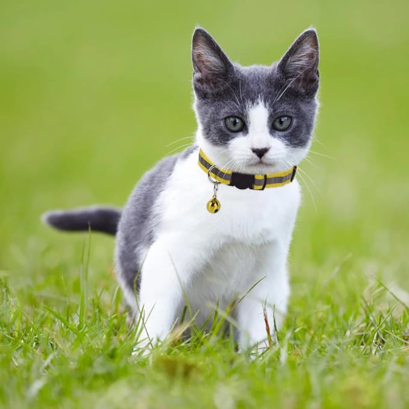 Thumbnail 3 - #25 Newest Adjustable Pet Collars
