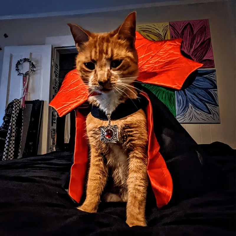 Spooky Halloween Vampire Couture for Cats Perfect Parties and Festivals Halloween Cloak Hat Festival Set Dress up pet clothes