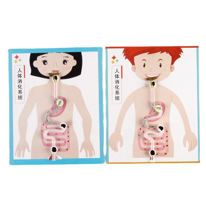 Human Digestive System Model, Human Body Parts Teaching Aid, Handicraft Puzzle