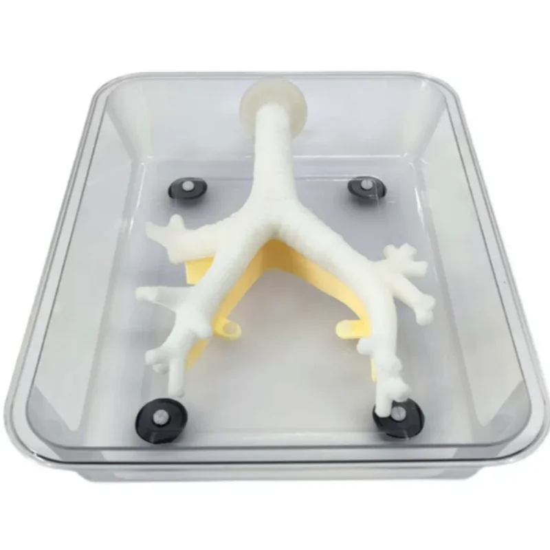 

Bronchoscope Training Model Fiberoptic Bronchoscope Practice Secondary Bronchial Branch Flexible & Non-damaging to Scopes