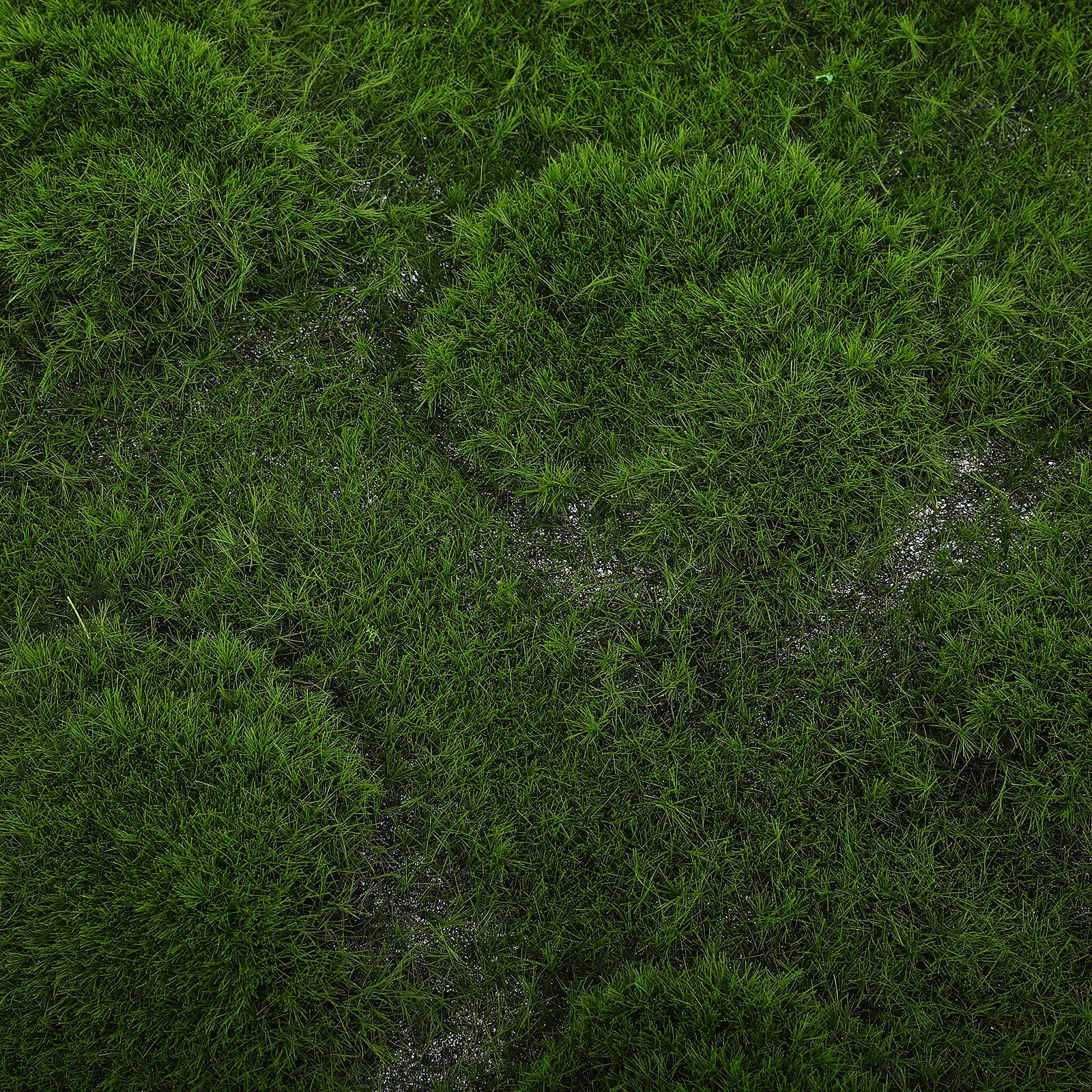 سجادة طحلب صناعية سجادة عشبية مزيفة ديكور داخلي وخارجي واقعي مادة حرفية مقاومة للاهتراء ودرجات الحرارة العالية