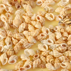 50g Bulk Authentic Natural Shell Yellow Conch Fish Tank Decoration Small Ornament Turtle Tank Bottom Sand Decoration - Suitable