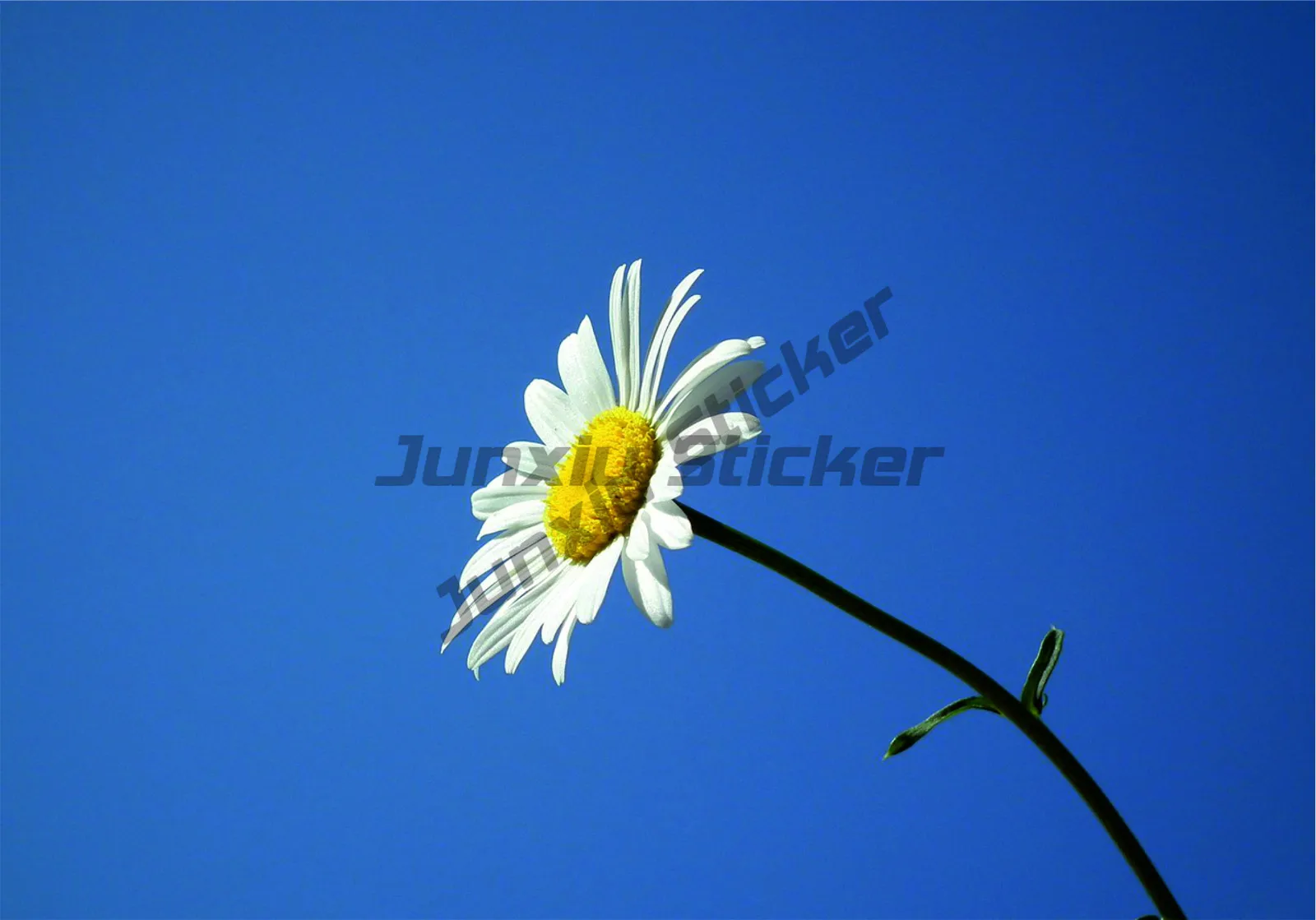 

DAISY FLOWER VINYL STICKERS CAR VAN TRUCK TAXI LORRY LOVE FLOWERS