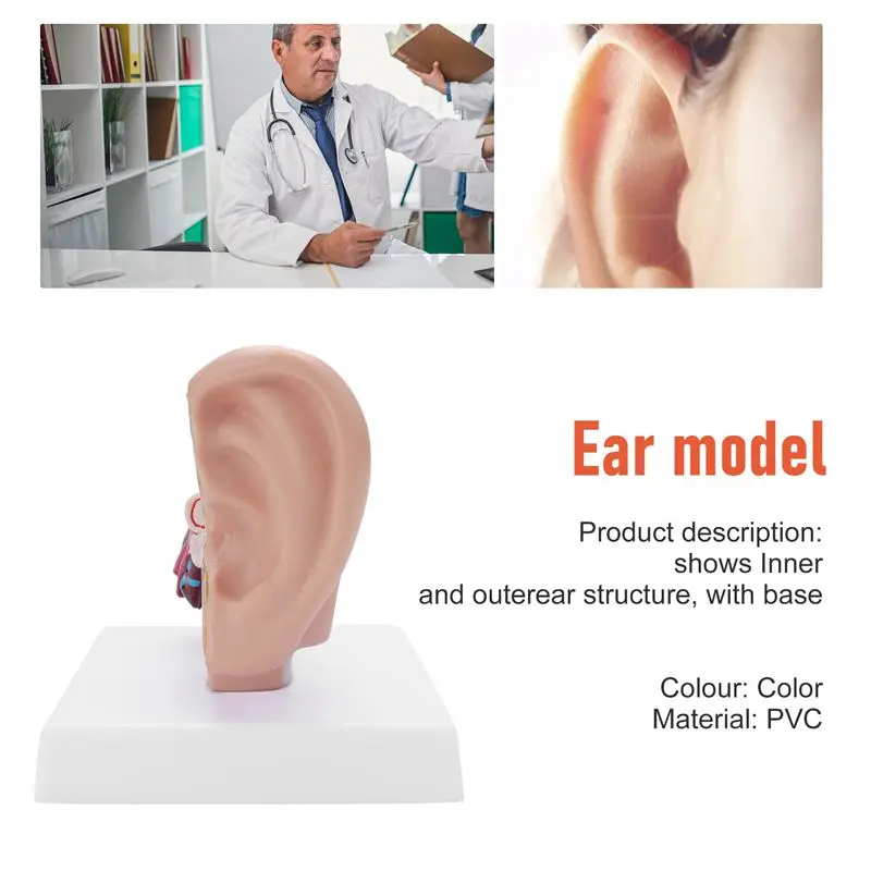 Eco-Friendly-1.5 Times Human Ear Anatomy Model Showing Organs Structure Of The Central And External Ears Teaching Supplies