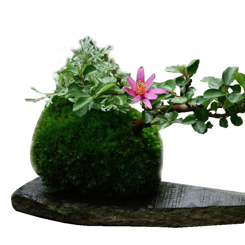 Maceta con Bola de Musgo Natural, Creativa Maceta Kokedama para Micropaisaje de Escritorio