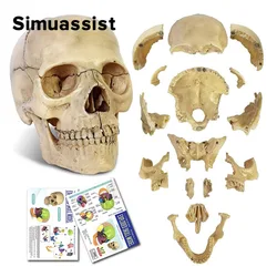 15 SZTUK / ZESTAW 4D Zdemontowany klasyczny model anatomiczny czaszki Odłączane medyczne narzędzie dydaktyczne