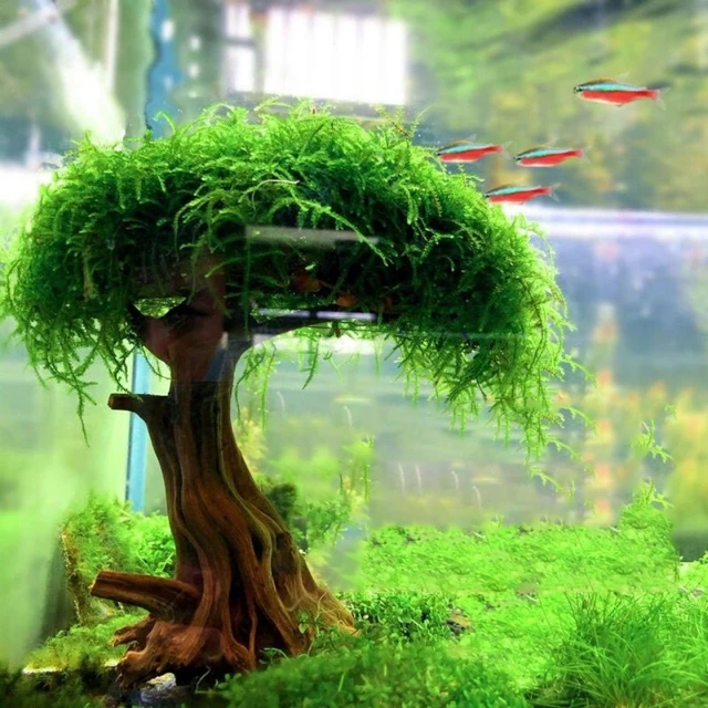 Fish Tank Plant Moss Tree Landscaping Decoration Wood Plant Root Driftwood Aquatic Plants Grass Aquarium Accessories No Moss AliExpress