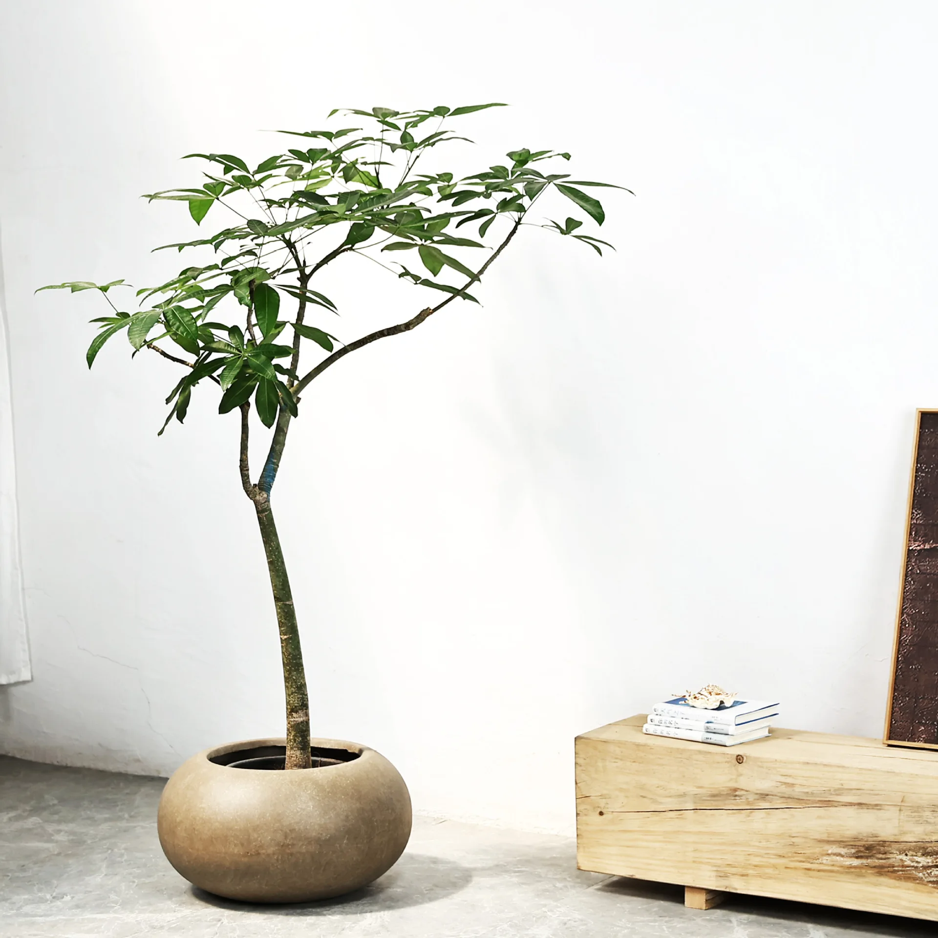 

Wabi-sabi wind round flat ball magnesium mud flower pot flower utensil bamboo green plants with Chinese style living room