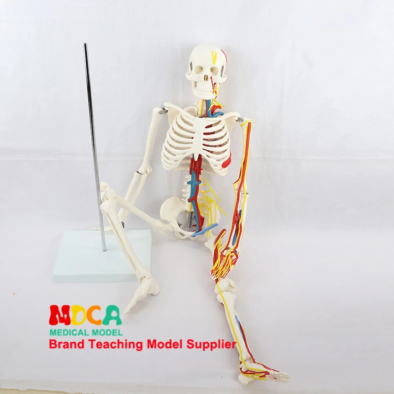 Life Size 85cm Human Skeleton Include Nerve Blood Vessels Heart Anatomical Model Medical ScienceTeaching Resource Tool