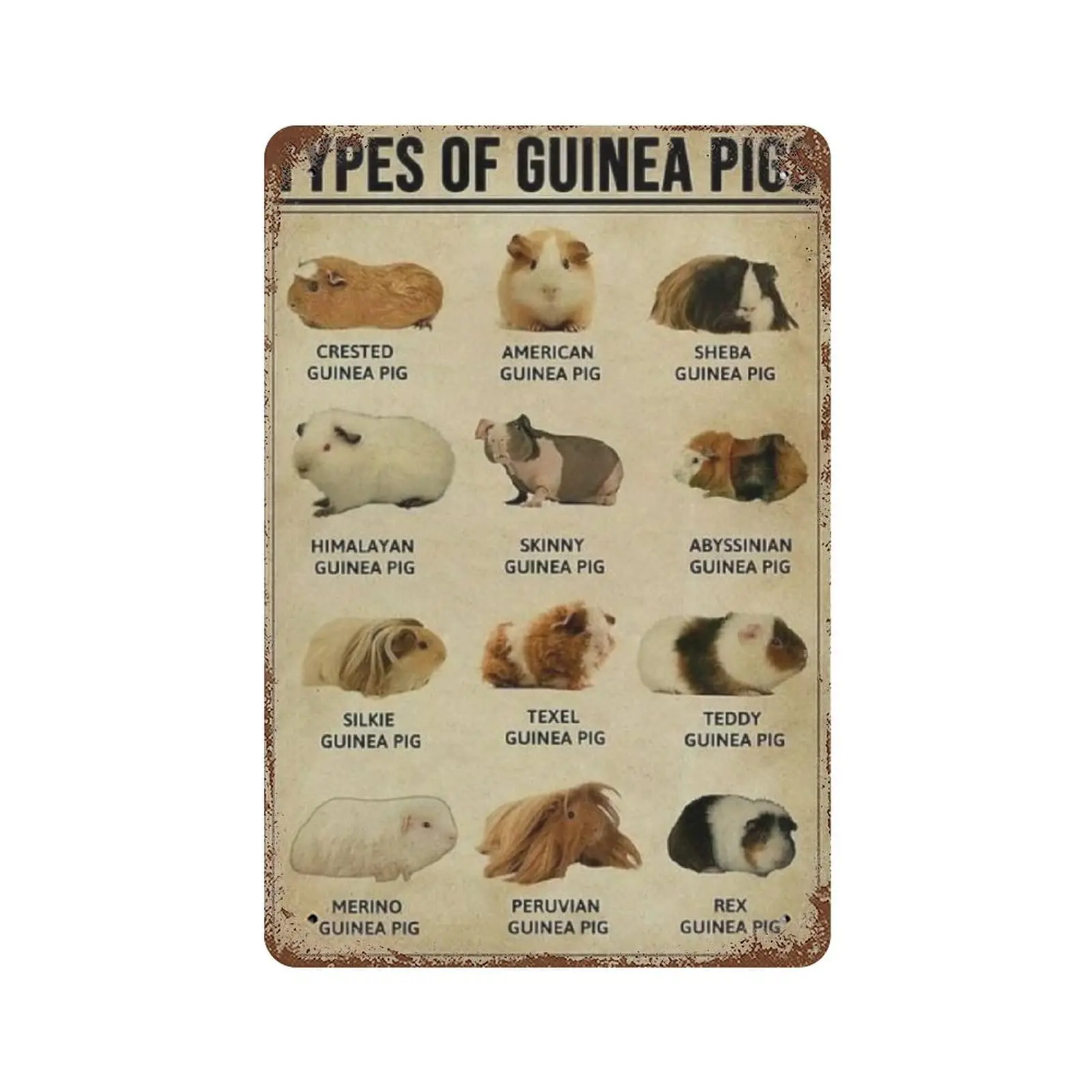 

Vintage Metal Tin Sign Plaque,Guinea Pigs Tin Sign,Man cave Pub Club Cafe Home Decor Plate，Birthday Anniversary Housewarming Gif