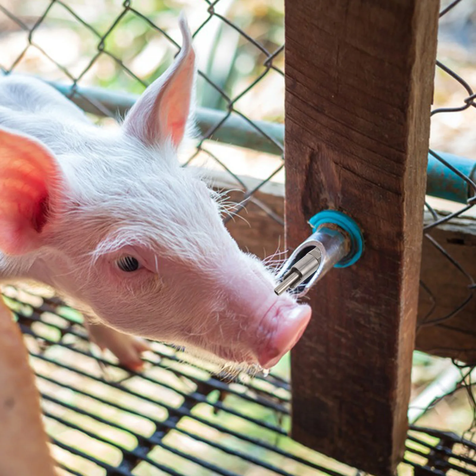 

Stainless Steel Pig Waterer Splashproof Reusable Ergonomic Nozzle Livestock Trough Piglet Waterers Drinking Tools