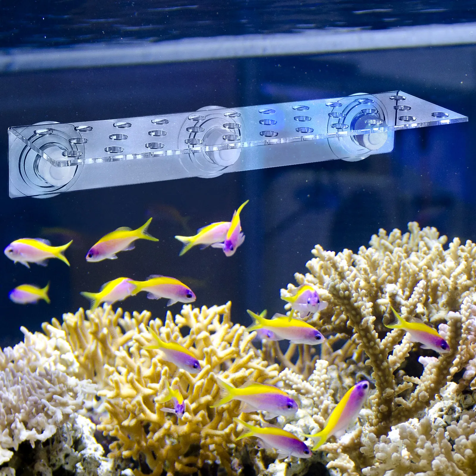 32 Holes Coral Bracket Acrylic - đánh giá và giá Aquarium Fish With Long Lifespan