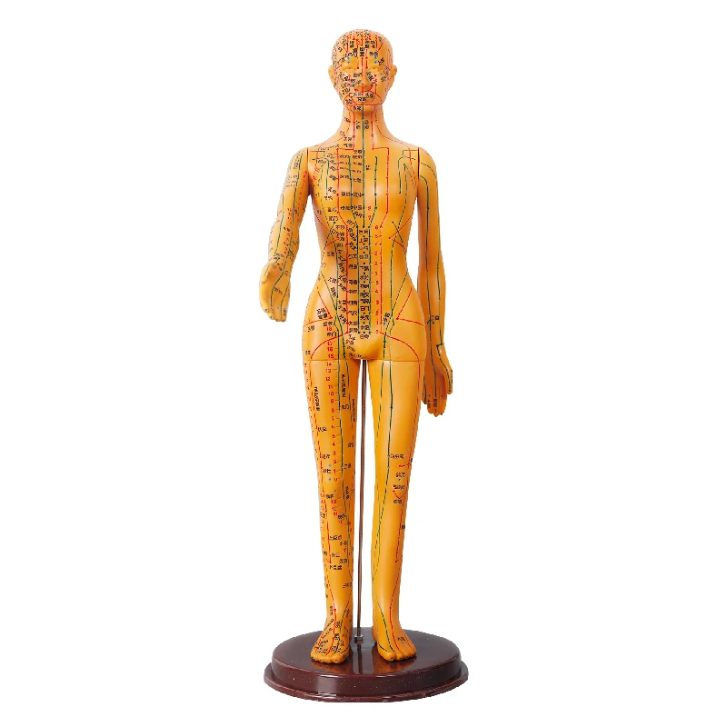 Chinese Medical Human Body Acupuncture Model for Meridian and Extraordinary Points 52cm