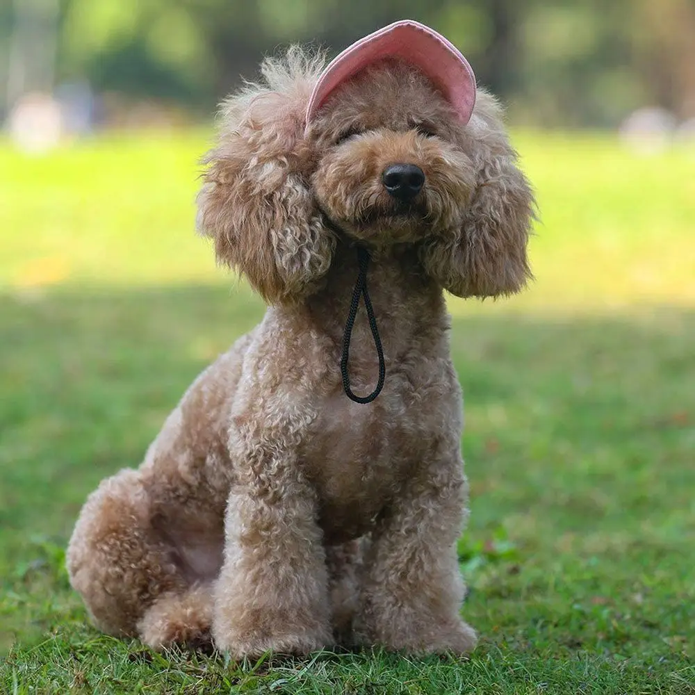 High-quality Ear Holes Pet Baseball Hat Adjustable Cat Dog Pet Sun Cap Outdoor Pet Visor Hat