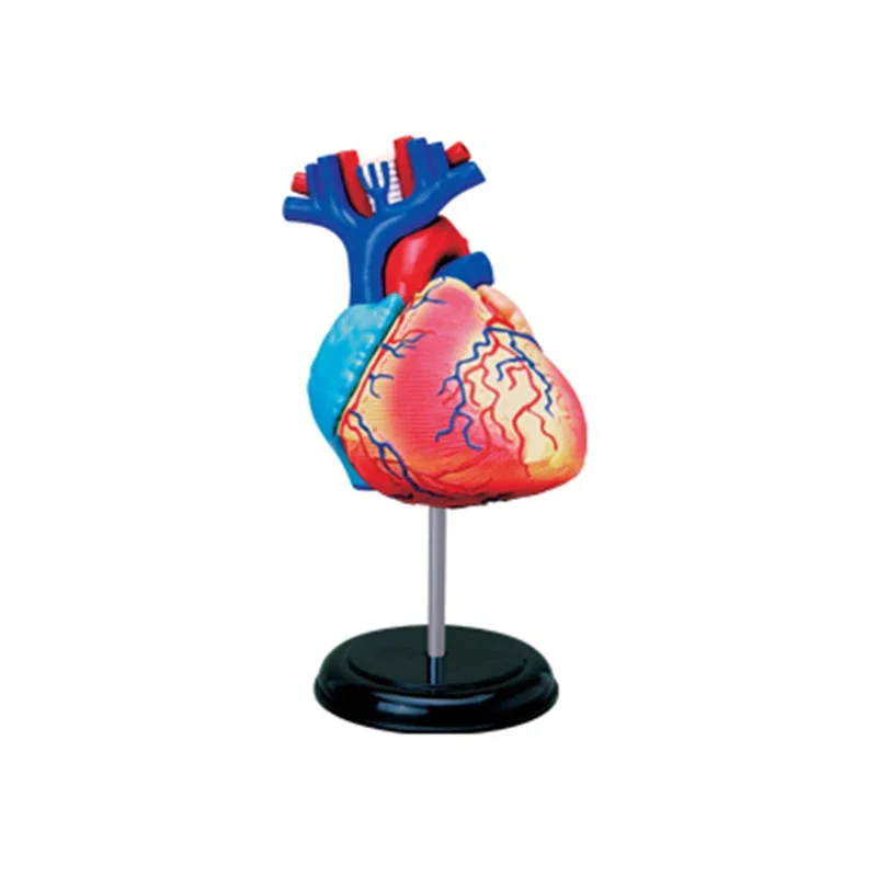 Genuine 4D MASTER educational toy heart 4d master human body assembly model visceral anatomy model