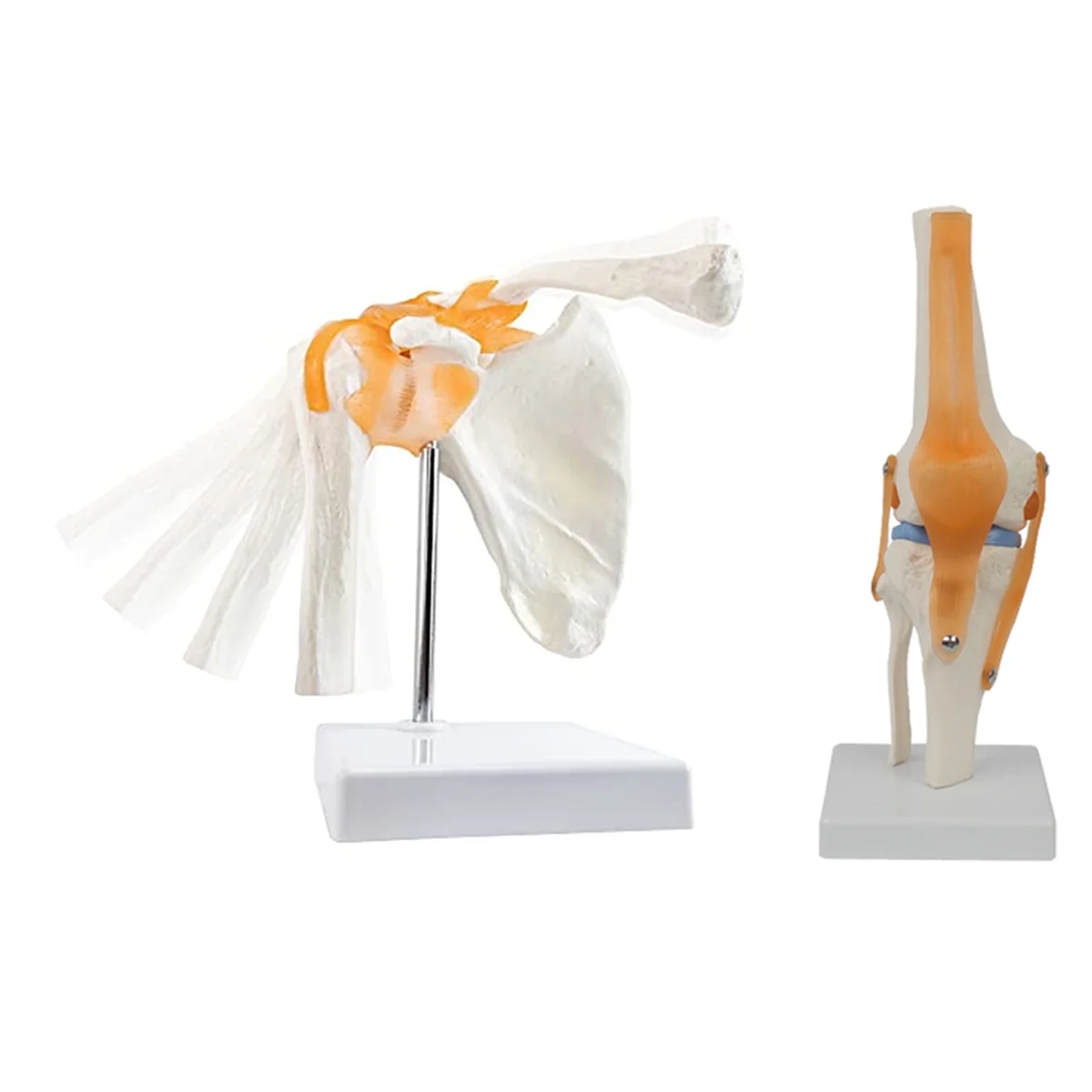 Anatomy Shoulder Joint Model Medical-Anatomy Skeleton, Anatomical Medical-Knee Joint with Ligaments Model