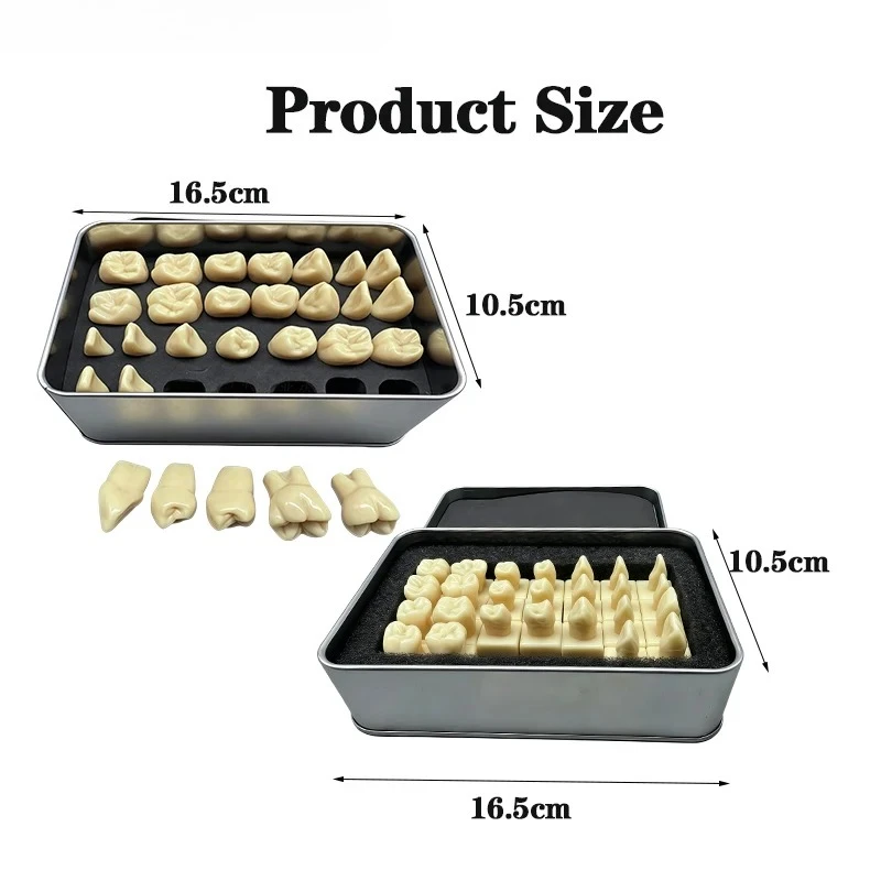 1Box Comparison of Teaching Models for Dental Students: Clear View of The Orofacial Region; 28 Teeth in The Mouth