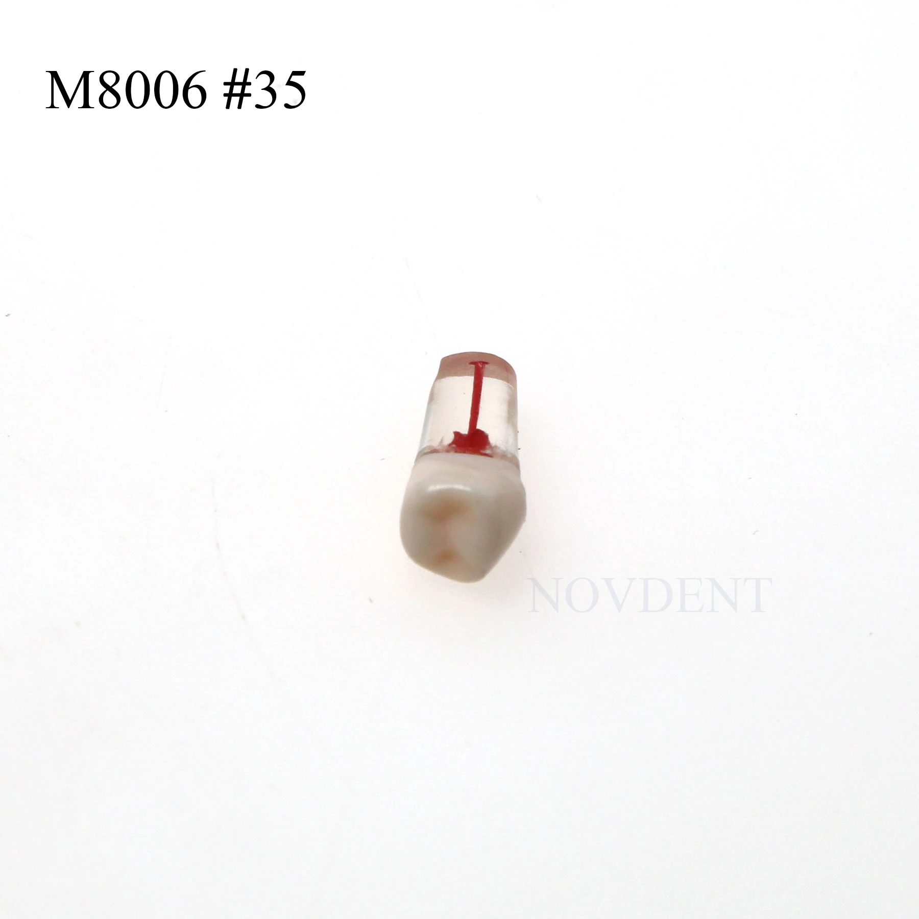 Dental Endo Root Canal Teeth Models M8006 #35 Study RCT Practice Typodont Model