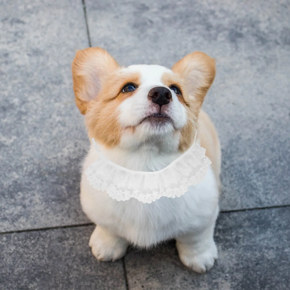 

Dog Saliva Towel Collar Neckerchief Size M White Design Durable Adjustable Pet Bib Scarf Bandana Pets Bandana