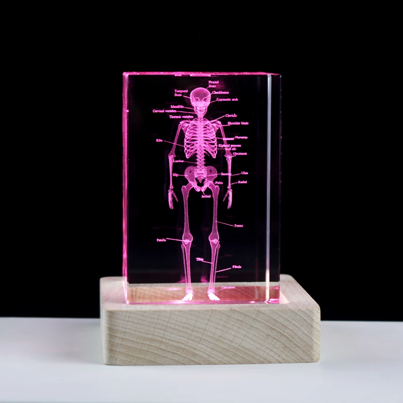 3D Laser Engraved Human Skeletal Crystal Cube Figurines, Medical Science Gifts, Souvenir Organ Anatomical Model Paperweight