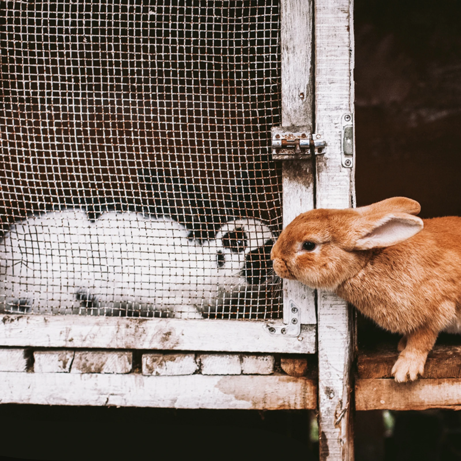 

1Pcs Plastic Rabbit Feeder Rack Hanging Cage Food Holder for Guinea Pigs Chinchillas Small Animal Feeder Plastic Food Manger