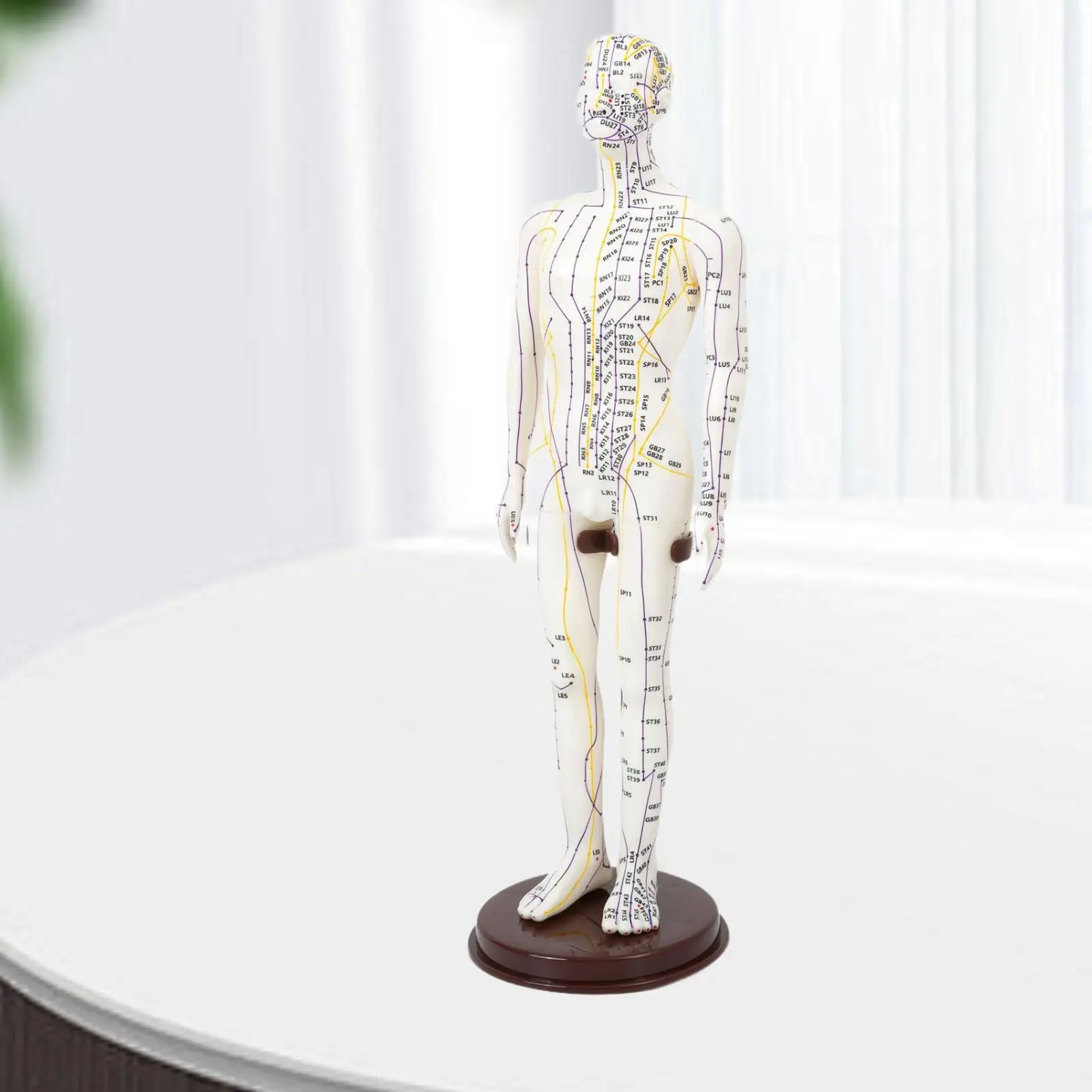 Acupuncture Model Human Sculpture Practice Model With Base Study PVC Education Teaching Aid with English Points for Professional