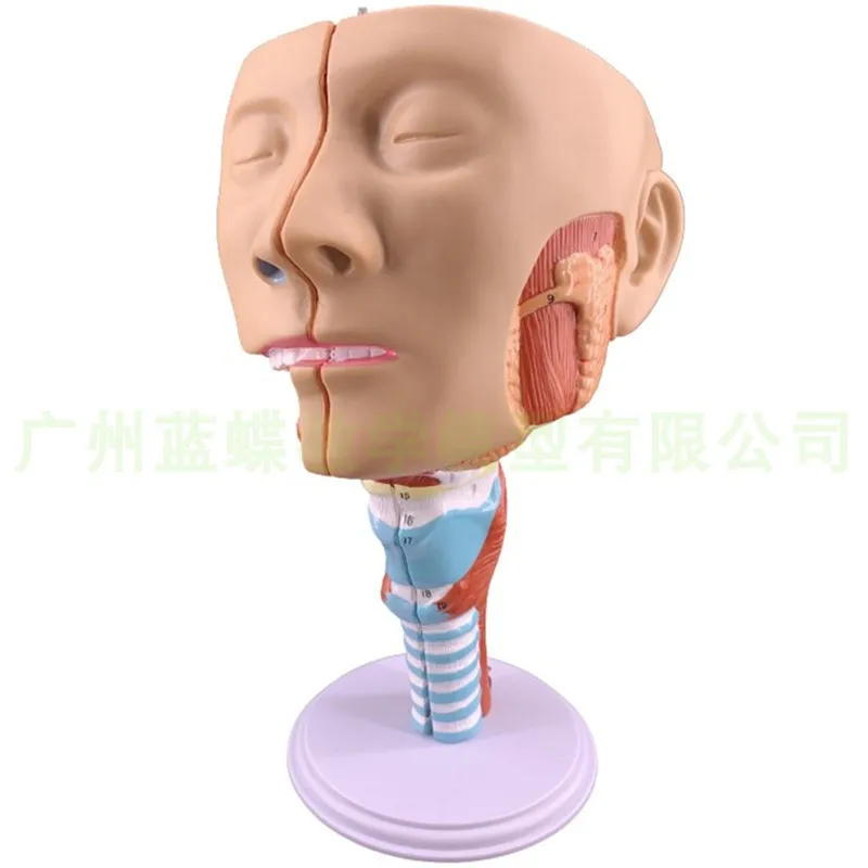 Pharyngeal Muscle Model Larynx Anatomy Model Throat Model Mouth and Nose Model Glossy Muscle Anatomy Head Model