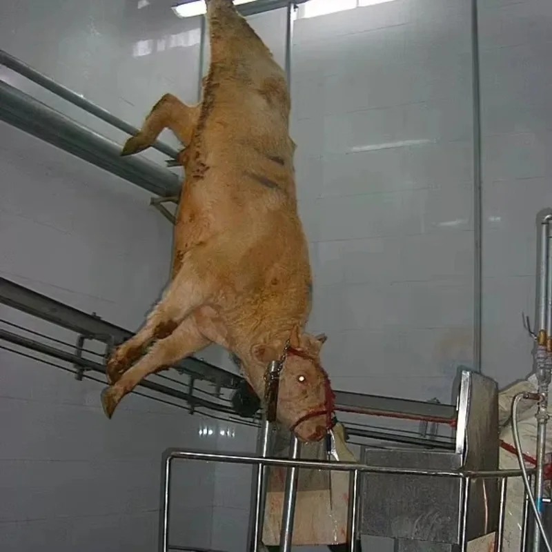 Complete Cattle Slaughter System for Abattoirs Industrial Halal Beef Processing Machinery with Core Motor Bearing Components