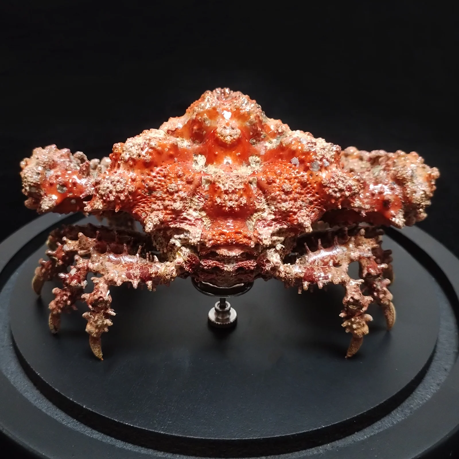 Daldorfia Horrida Real Crab Specimen Taxidermy Crab With Glass Showcase Unique Home Office Decor, Ideal Gift for Nature Lovers