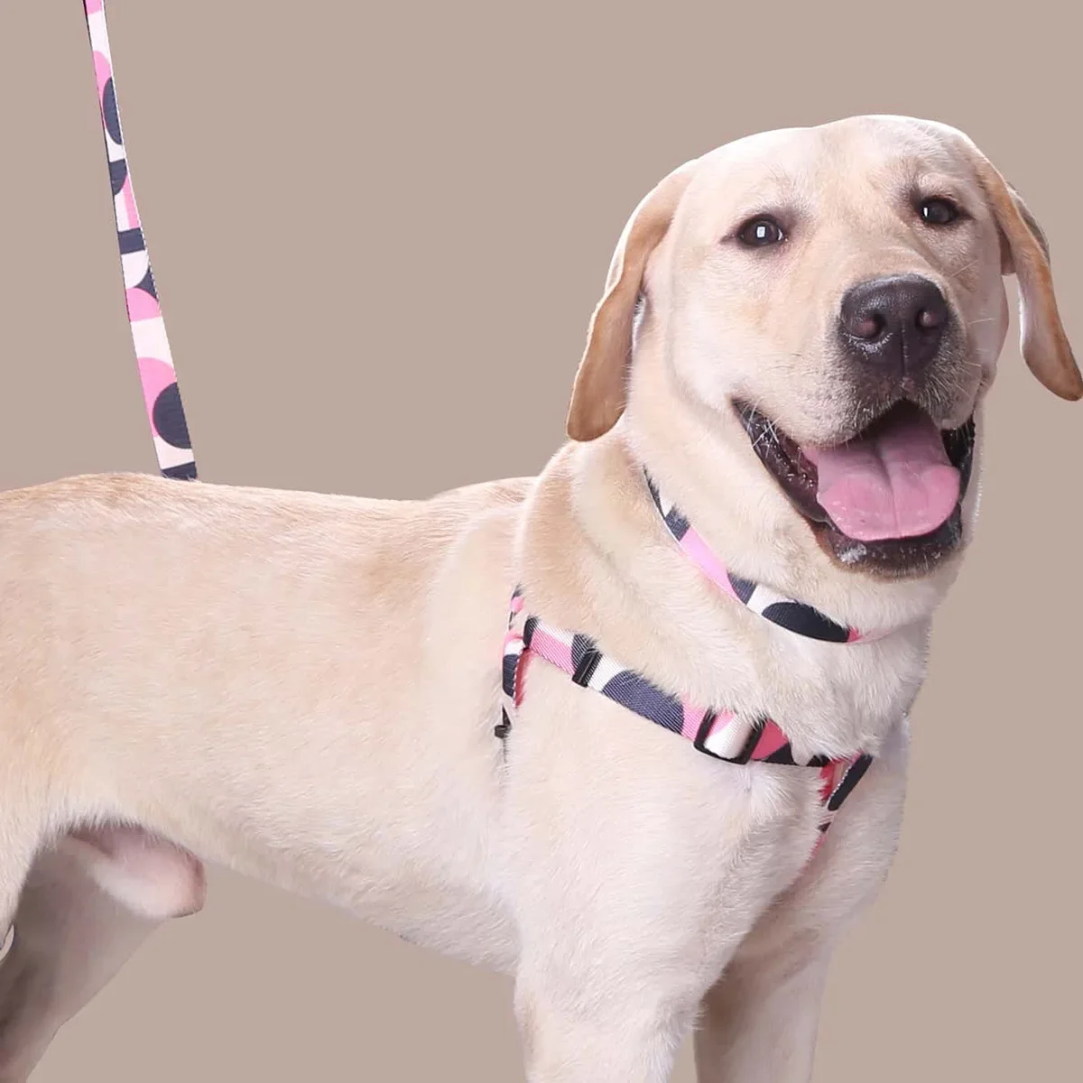 Dog Harness Dog Collar Leash Set Abstract Patchwork Colors Comfortable Adjustable Size for Dogs Outdoor Activities