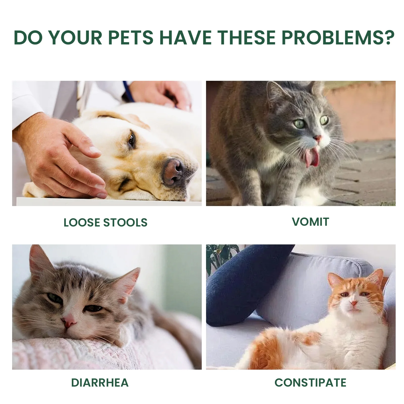 YEGBONG Probiotic Drops to Boost Pet Immunity, Relieve Discomfort in Cats and Dogs, Oral Care for Pets, Bad Breath Solution