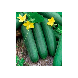 8ベストセールス野菜シード-8