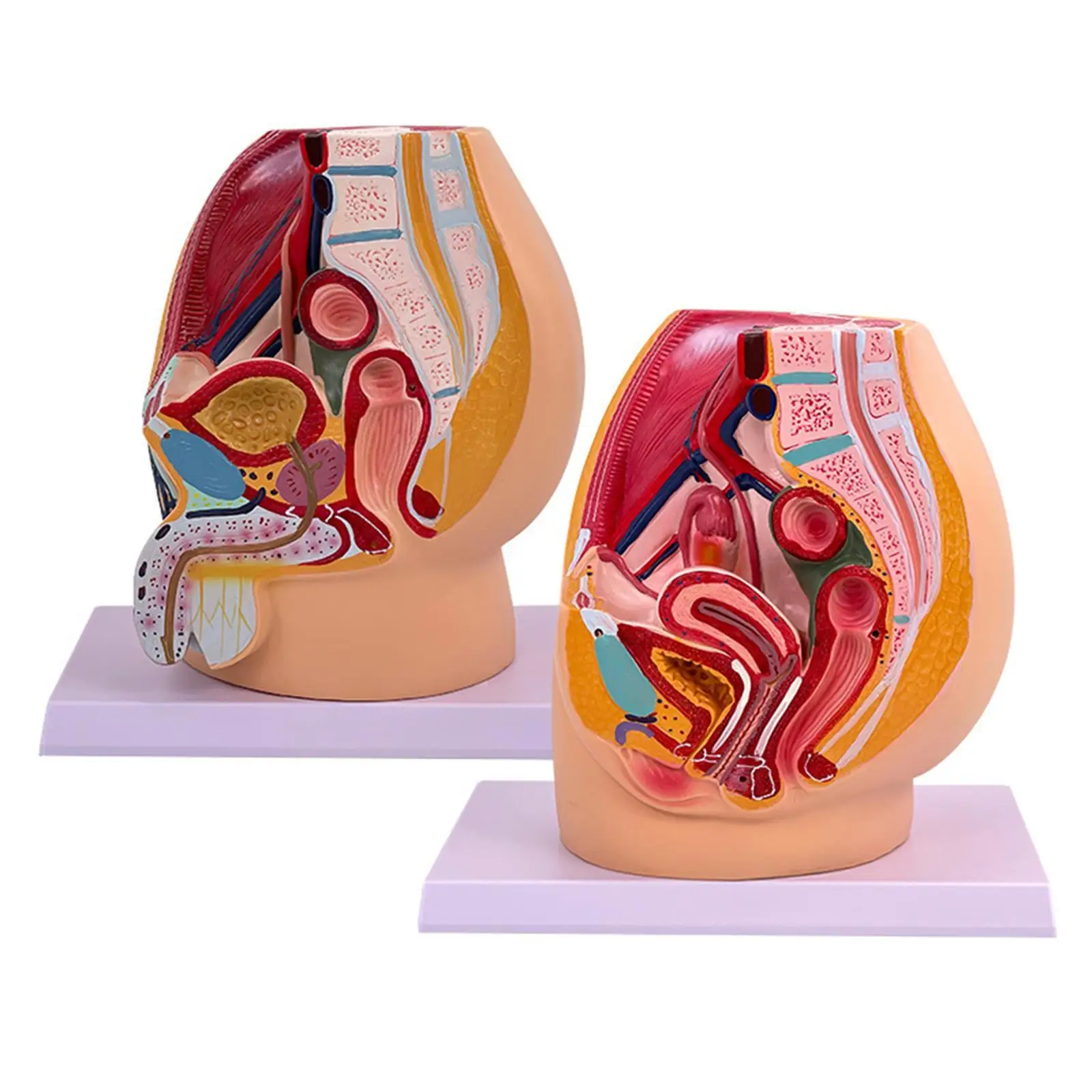 Pelvis Reproductive Anatomy Model with Muscular Urinary Reproductive System