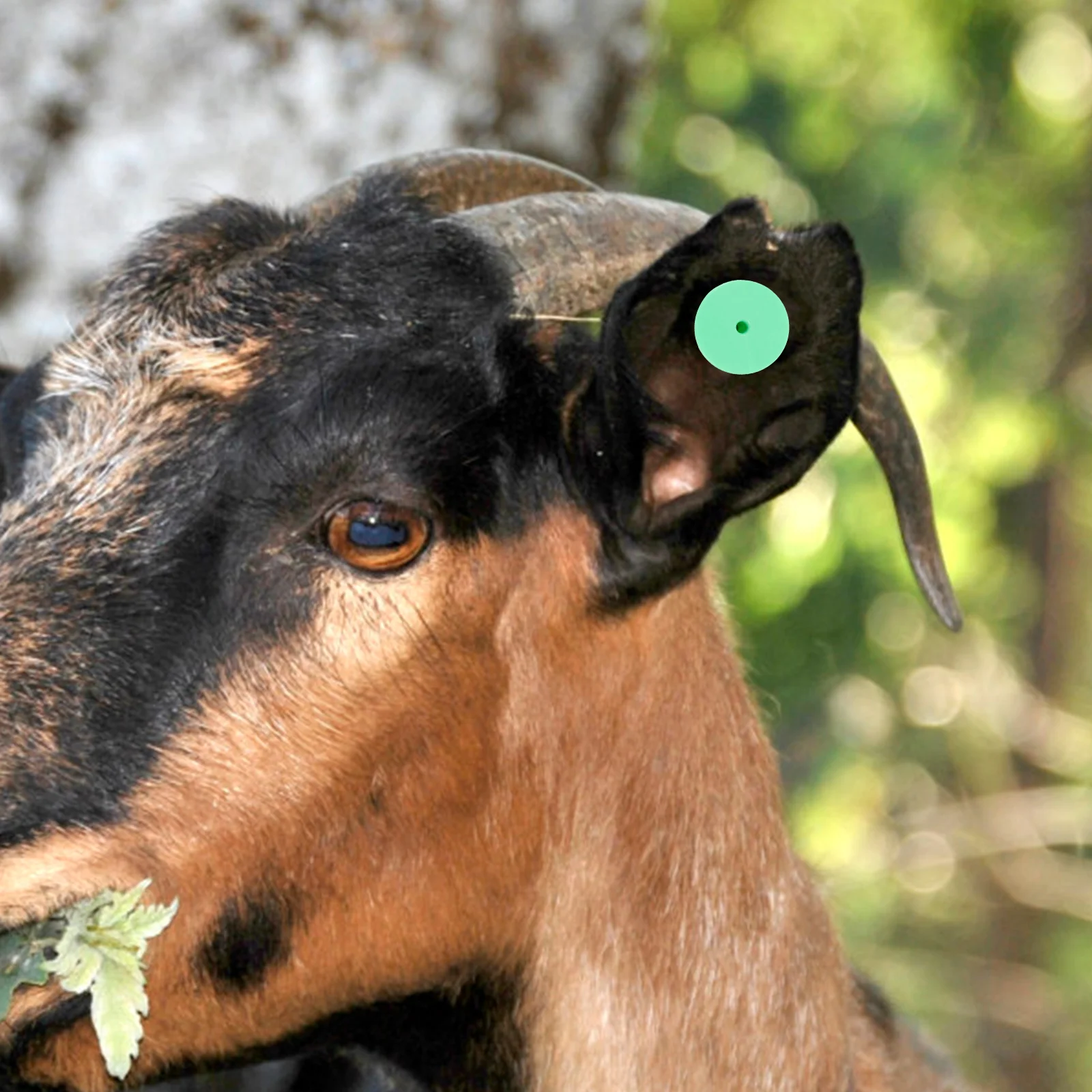100 Sets Blank Livestock Ear Tags Animal Goat Signs Veterinary Supplies Label Without Number