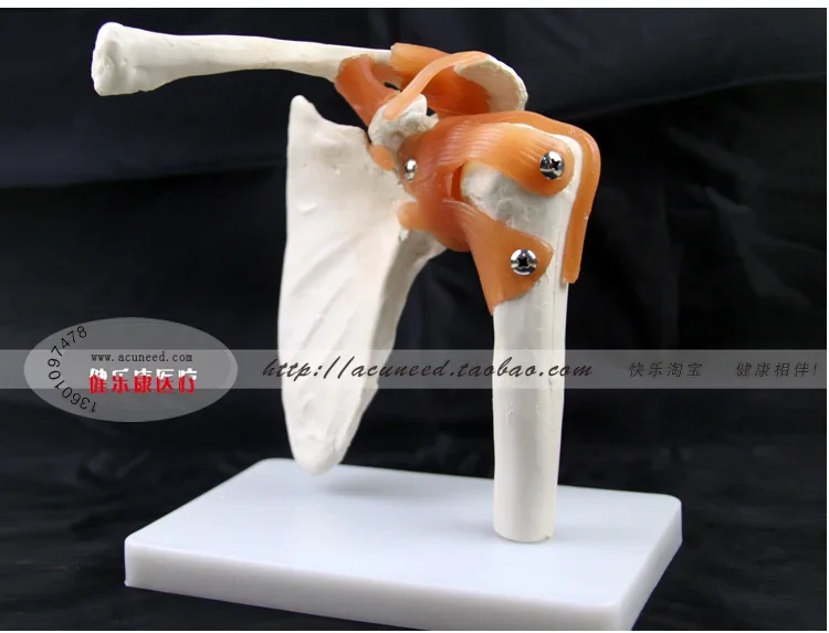 Shoulder Joint Model Human Skeleton Model Joint Skeleton Models Shoulder Bone Muscle Joint Anatomical Models