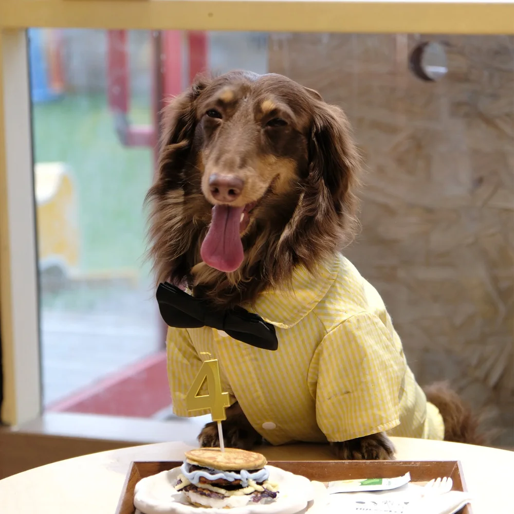 Camiseta a cuadros amarilla para Dachshund – Pijama algodón suave