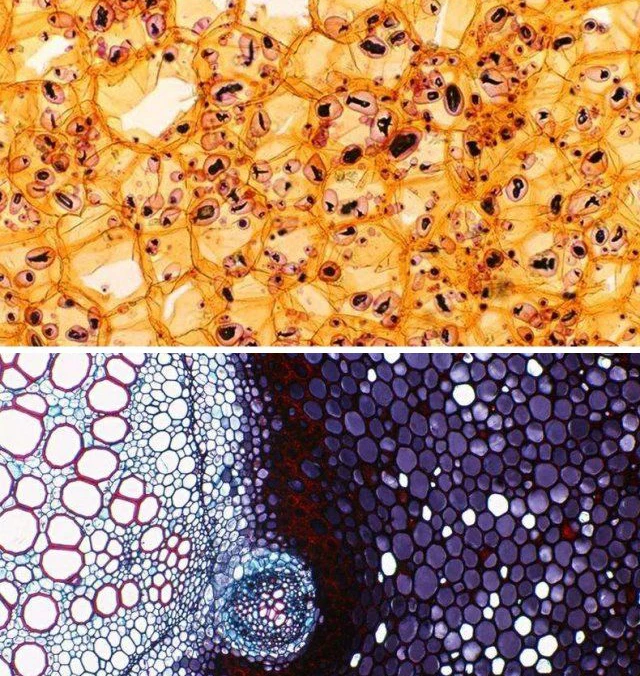 Microscope Digital USB Camera 1/2.5" CMOS Electronic eyepiece 23.2mm color photography and video Eyepiece 5.0mp/2.0mp/1.3mp #6