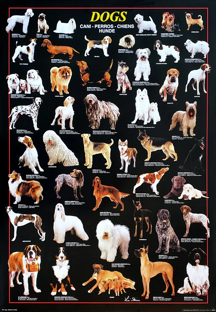 Honden Soorten van de wereld Populaire rassen Grafiek Kunstposter Rome Decoratie