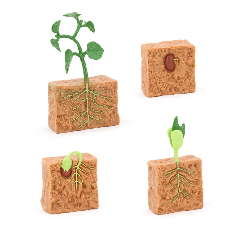 4PCS Simulation Life Cycle of a Green Bean Plant Growth Cycle Model Collection Science Educational Toys for Children