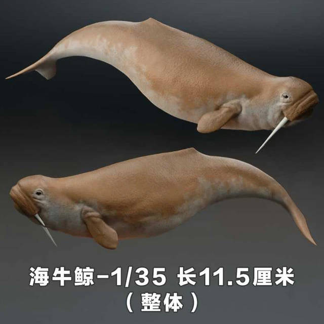 1/35 12cm Ancient whales model Toy Ancient Prehistroy Animal Dinosaur Model  GK customize odobenocetops Orcinus citoniensis - AliExpress