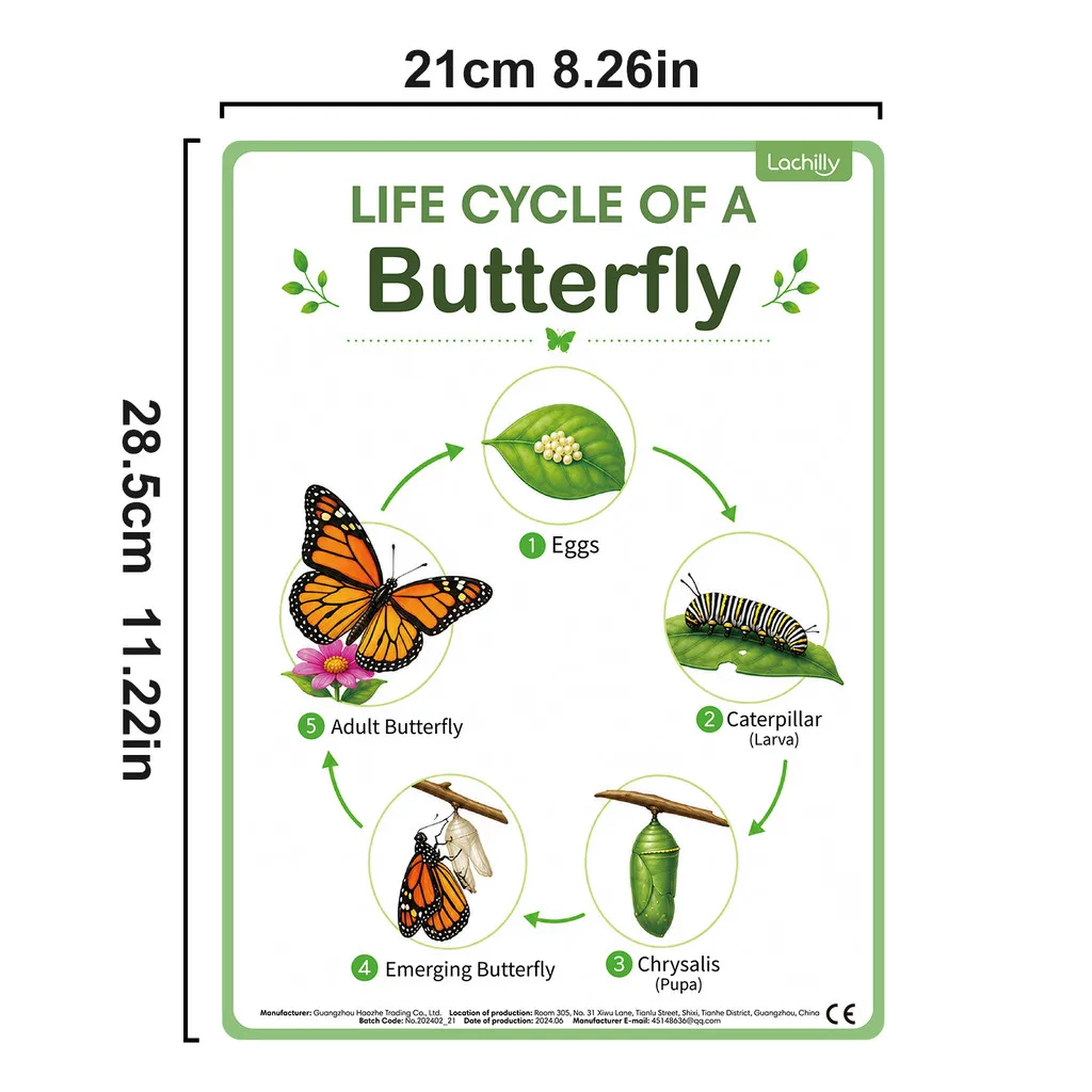 Life Cycle of Insect Posters for Kids Nature and Science Butterfly Bee Frog Ladybug Spider Snail Life Cycle Stage Learning Chart