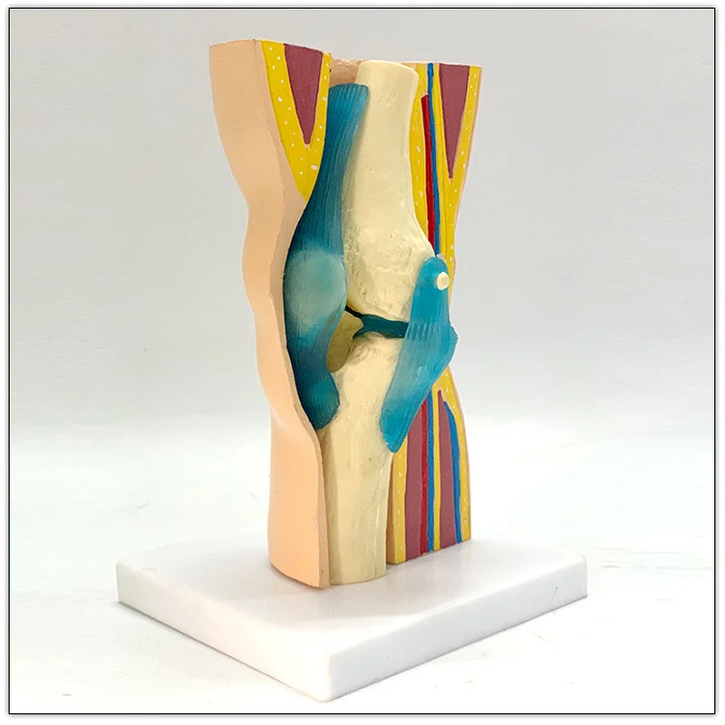 Removable Human knee joint anatomical anatomy models curved simulation skin muscle kneecap meniscus ligament skeleton model