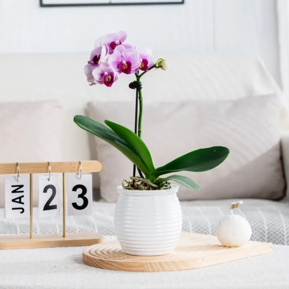 Automatic Water-Absorbing Self-Watering Plant Pots Transparent Plastic Desktop Flower Pot Double Layer Home Decorations