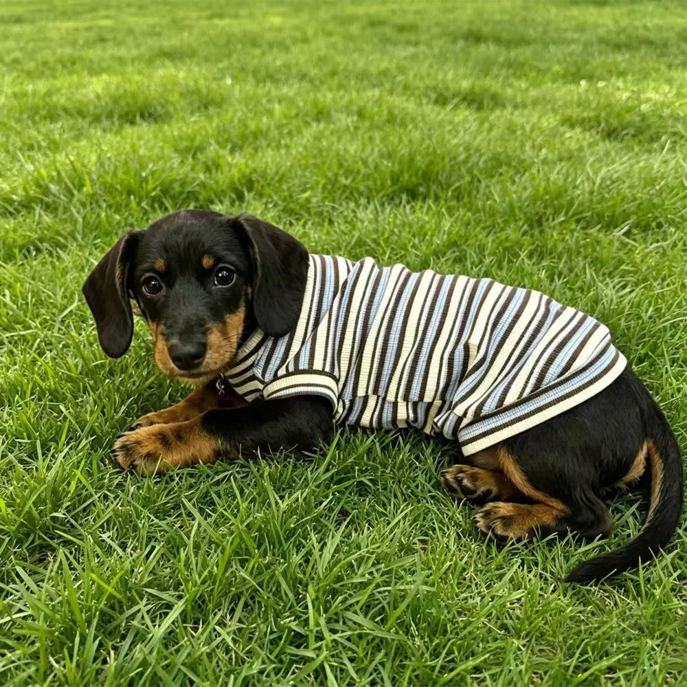 Camiseta a rayas para Dachshund – Chaleco elástico cómoda - imagen 4
